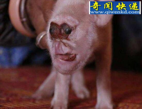罕见的基因变异猪，母猪能够生人生猴生大象
