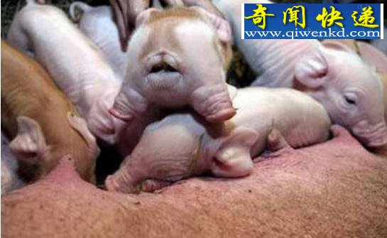罕见的基因变异猪，母猪能够生人生猴生大象
