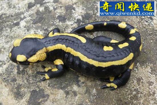 蝾螈图片合集,迷人的危险(越美毒性越强)