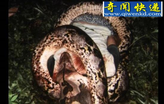 ŵĴͼƬʳܺͷ澪(ͼ)