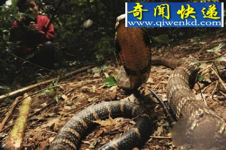 人蛇大战惊悚!蛇吞蛇场面着实震撼人心