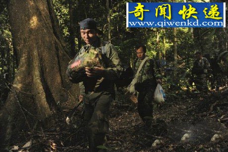 人蛇大战惊悚!蛇吞蛇场面着实震撼人心