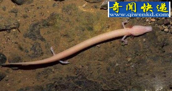 奇特生物:盲目蝾螈似“中国龙”竟可存活100多年