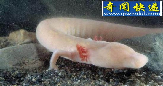 奇特生物:盲目蝾螈似“中国龙”竟可存活100多年