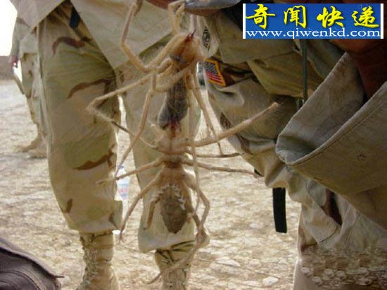奇特生物:盲目蝾螈似“中国龙”竟可存活100多年