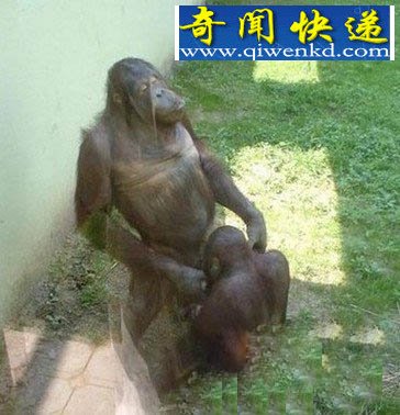 动物界的暴力行为:尺度大到无法直视