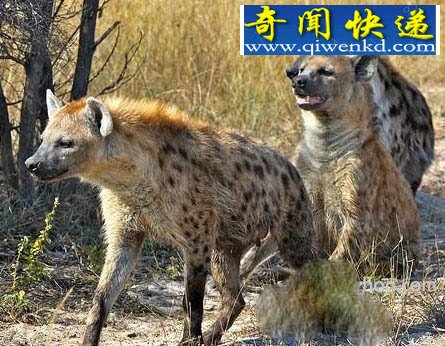 动物界的暴力行为:尺度大到无法直视