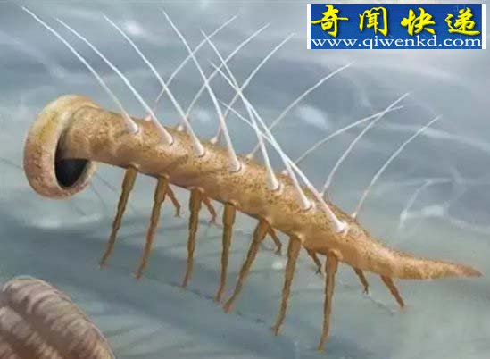 揭秘数亿年前10大“神兽” 碳龟脑袋比足球还大!