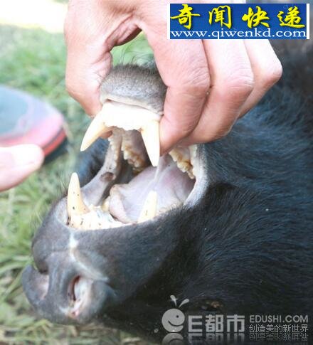 熊出没,日本杀人熊连犯多起命案引恐慌