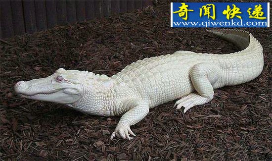 24张诡异罕见照片:很多人一生都看不到