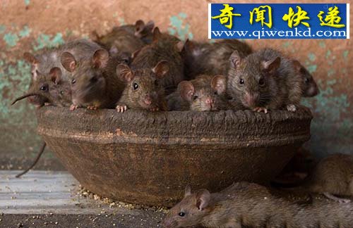 印度老鼠神庙 供奉2万只老鼠引信徒祷告