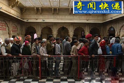 印度老鼠神庙 供奉2万只老鼠引信徒祷告