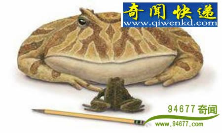 ӢҡǮ Ӳ ʷǰǿ׳