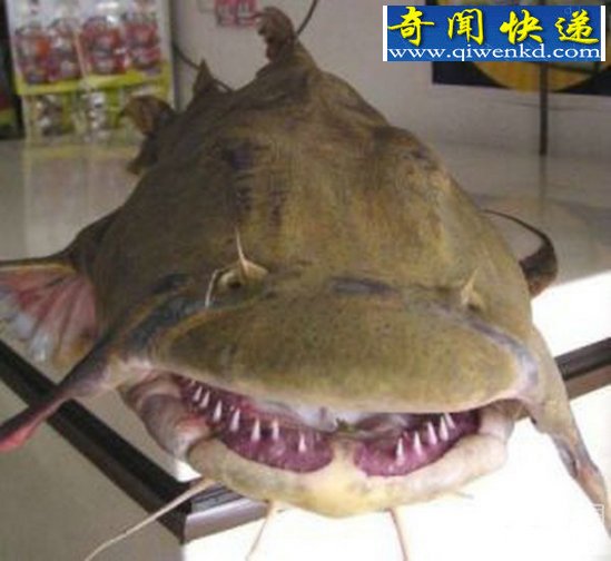 ӡȷ֡ʳˮ֡