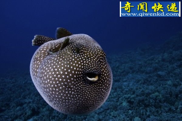 ຬ綾 ʳú佩ʬ