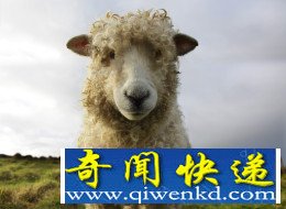 英国羊毛镇160只绵羊不翼而飞