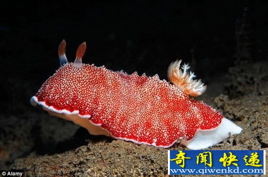 海蛤蝓长有“一次性”阳具,用后即弃