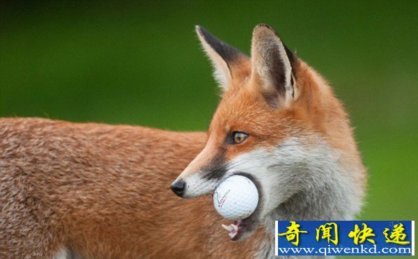 聪明狐狸“偷”球掩埋