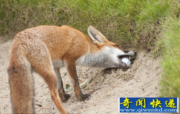 聪明狐狸“偷”球掩埋
