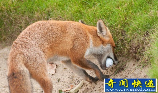 聪明狐狸“偷”球掩埋