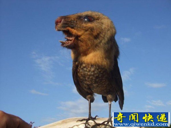 ġޡ걾