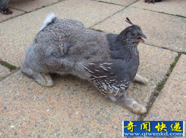 ġޡ걾