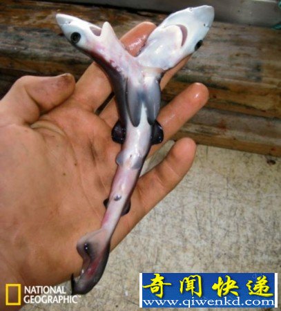 从怀孕母体取出的双头大青鲨