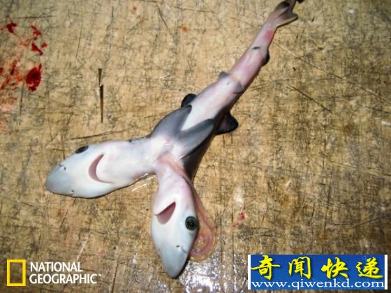 从怀孕母体取出的双头大青鲨