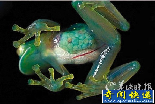 ţһ͸