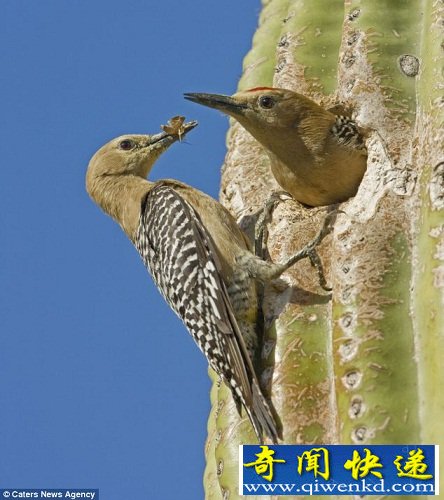 ɳĮ Сϴ