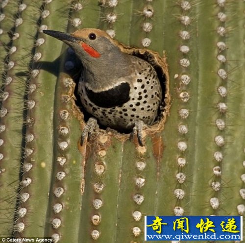 ɳĮ Сϴ
