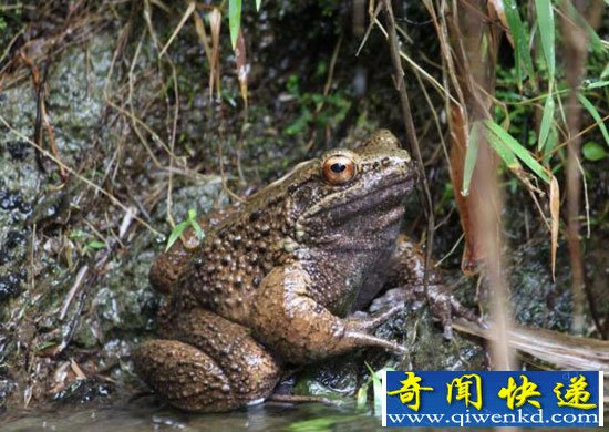 奇特蛙类通过伸缩爪子交配