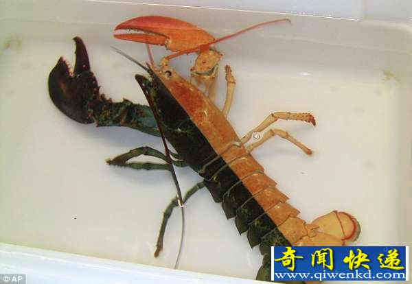 񲶻캱˫ɫԳϺ