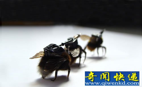 ӡ:ֱ Ͳ