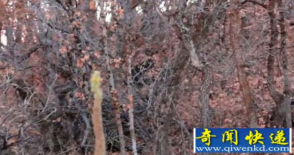 犹他州峡谷“野人”出没