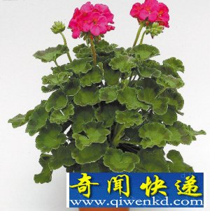 小男孩舔滴水观音汁险丧命 盘点可怕小植物