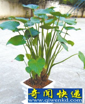 小男孩舔滴水观音汁险丧命 盘点可怕小植物