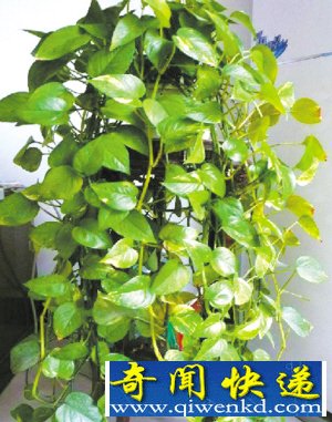 小男孩舔滴水观音汁险丧命 盘点可怕小植物