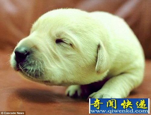 罕见绿毛小狗降生英国 主人命名为“绿巨人” 