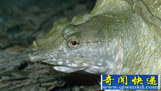 奇闻!中华鳖可通过嘴部排泄尿素