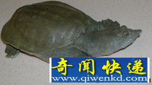 奇闻!中华鳖可通过嘴部排泄尿素
