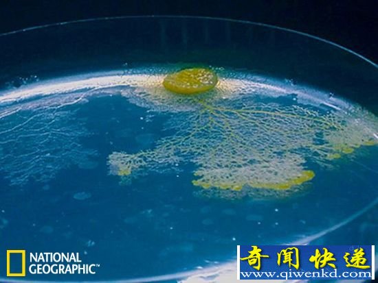 粘液菌没有大脑却拥有记忆 知道自己是否曾经到过那里