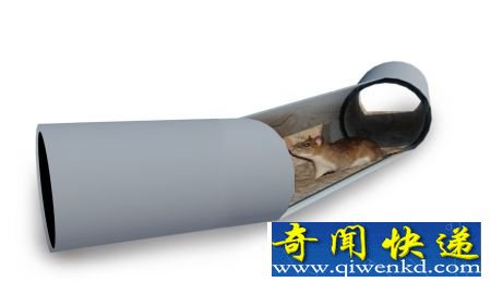 秘四川神秘“巨鼠”