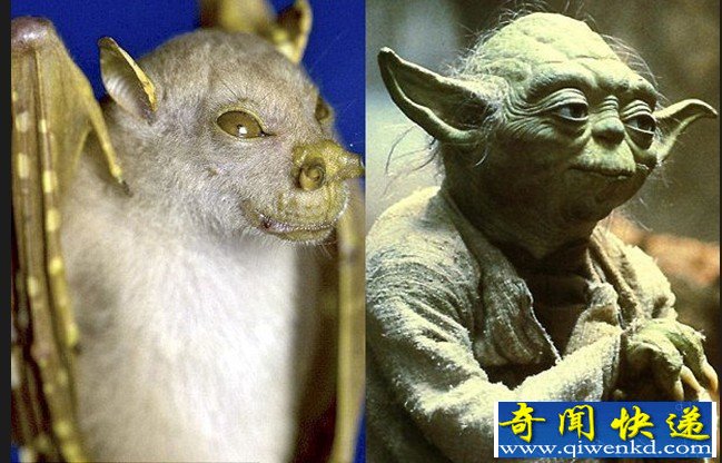 轰动网络的10种奇特“外星”动物