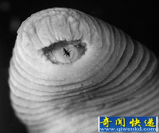 轰动网络的10种奇特“外星”动物