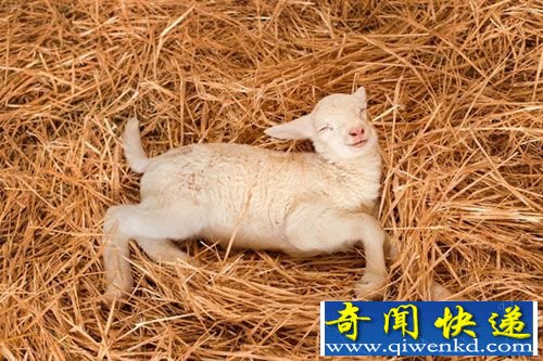 14种动物睡姿盘点:海豹潜水就寝河马组团睡觉