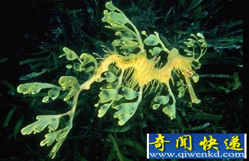 盘点全球30种罕见动物:惊现紫色北极熊
