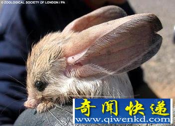 盘点全球30种罕见动物:惊现紫色北极熊
