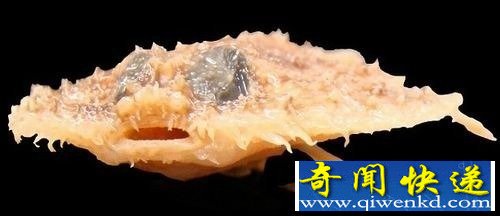 盘点全球30种罕见动物:惊现紫色北极熊