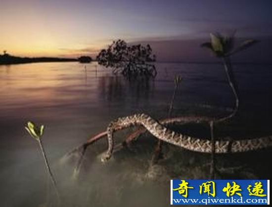 (图)响尾蛇是计划生育高手 雌性储精液5年再生育